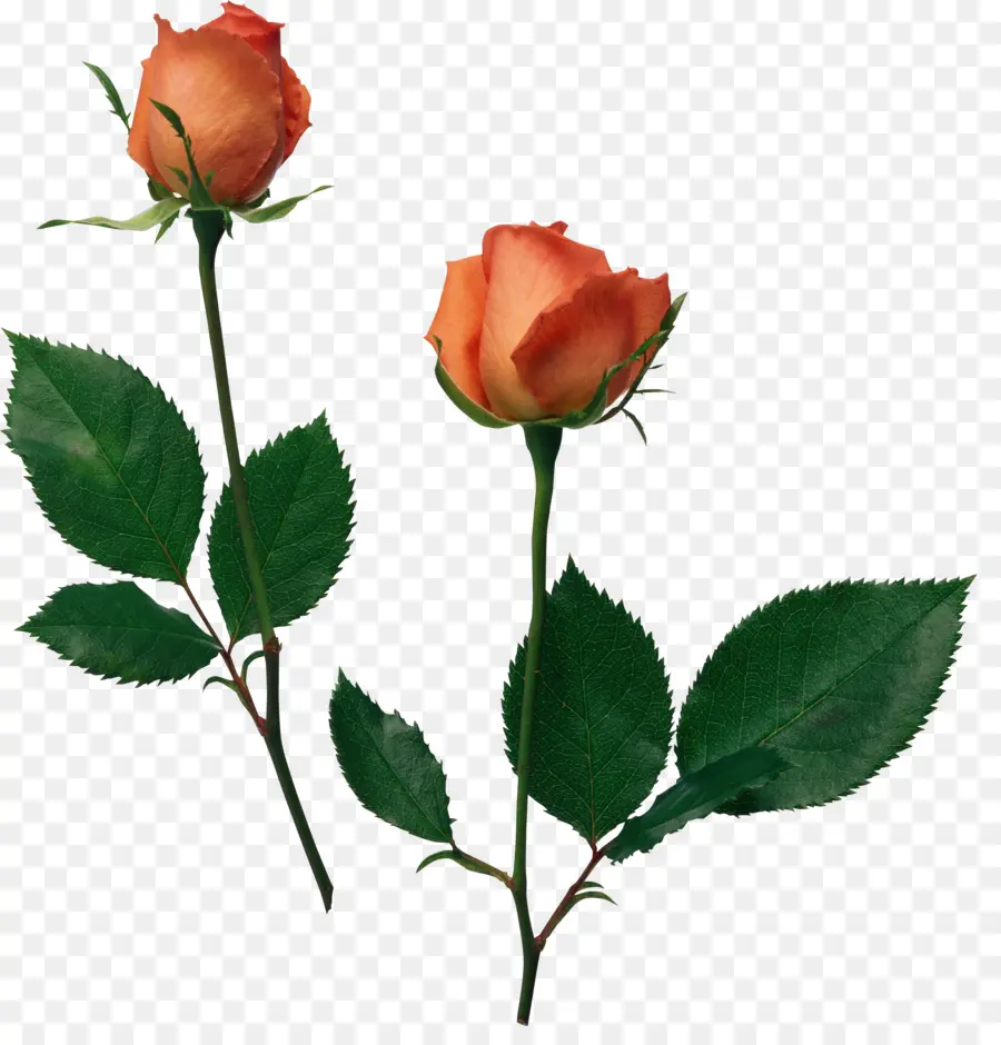 Roses Roses，Bourgeons PNG