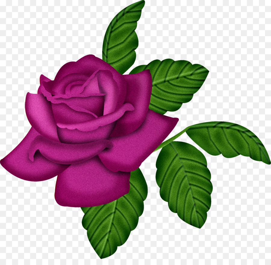 Rose Pourpre，Fleurir PNG