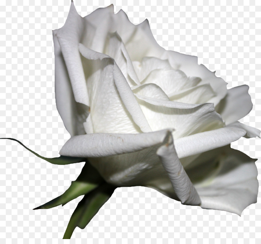 Rose, Fleur, Rose Blanche PNG - Rose, Fleur, Rose Blanche transparentes |  PNG gratuit