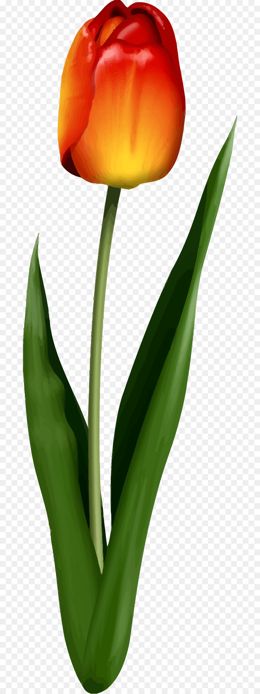 Tulipe Orange，Tulipe PNG