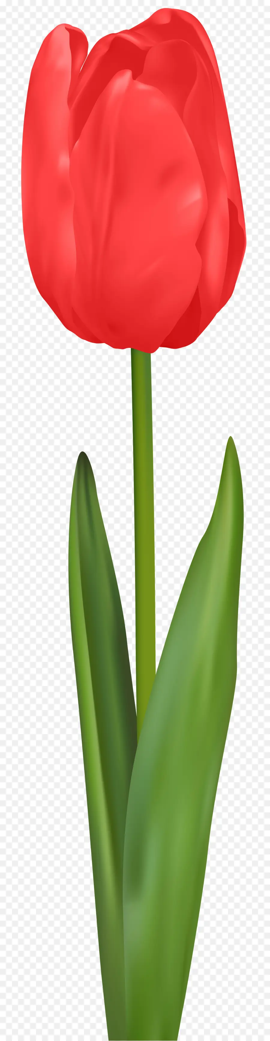 Tulipe，Fleur PNG