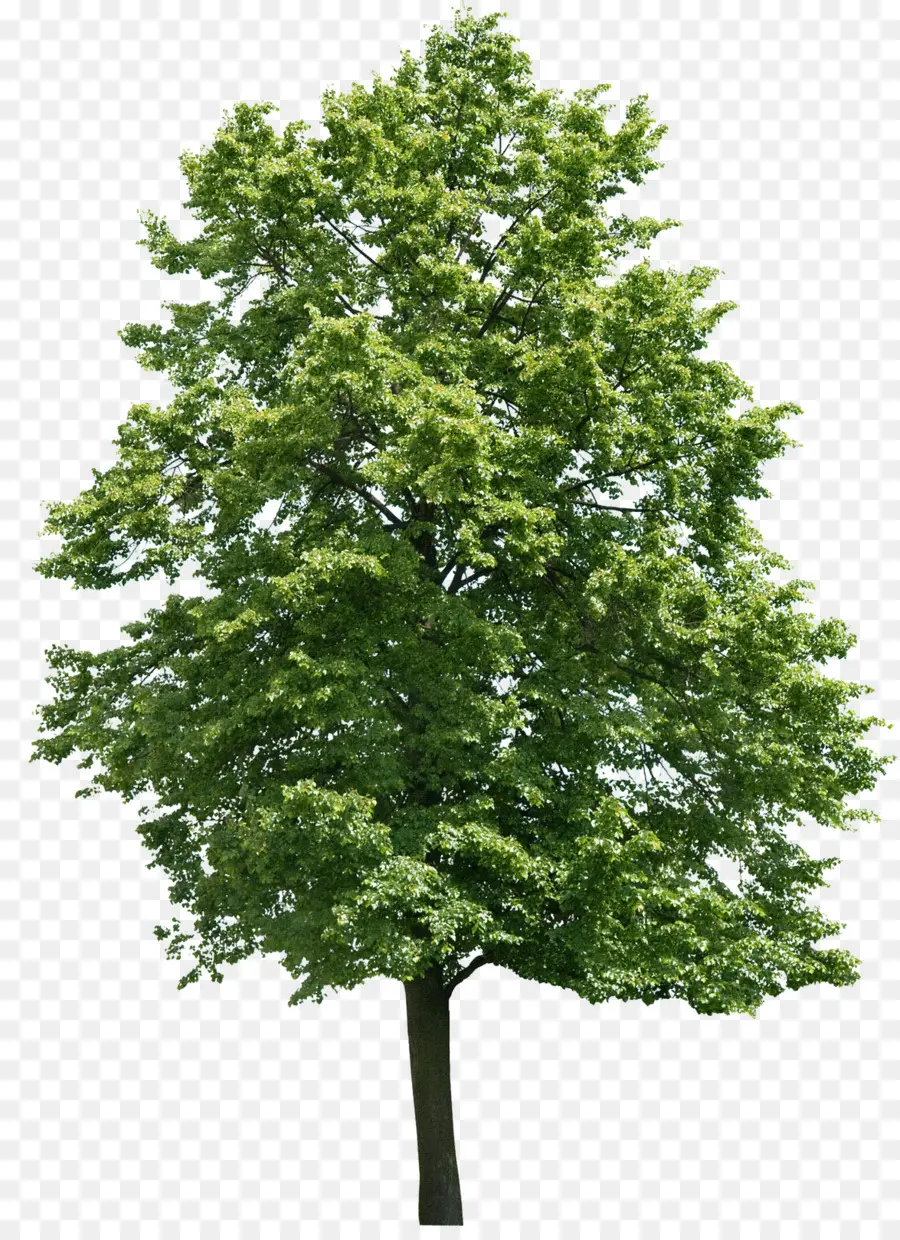 Arbre，Feuilles PNG