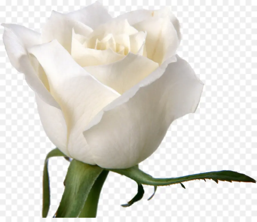 Rose Blanche，Fleur PNG