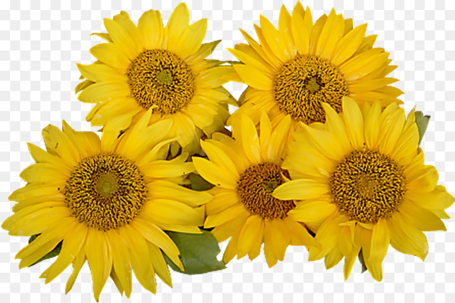 Commune De Tournesol，Fleur PNG