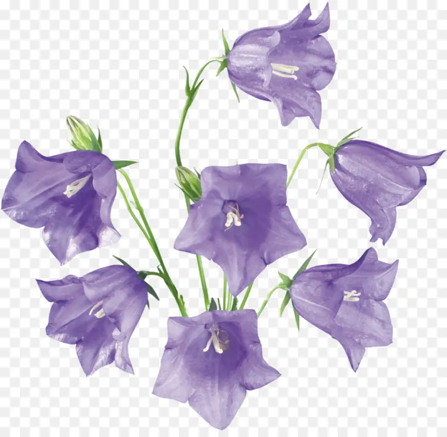 Fleur，Campanules PNG