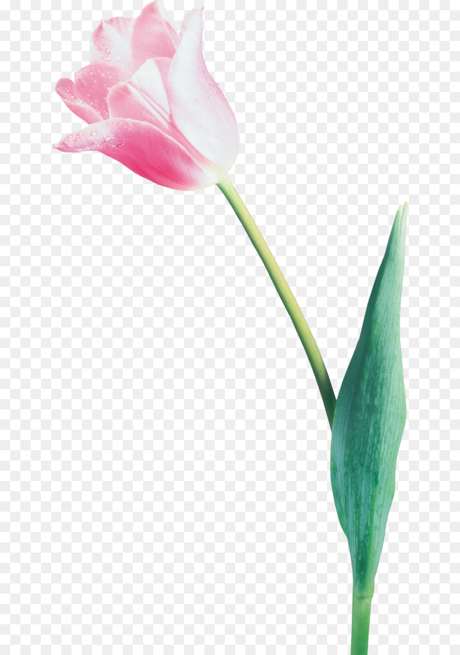 Fleur，Rose PNG