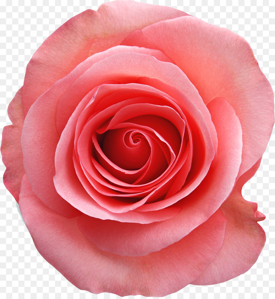 Rose，Blanc PNG