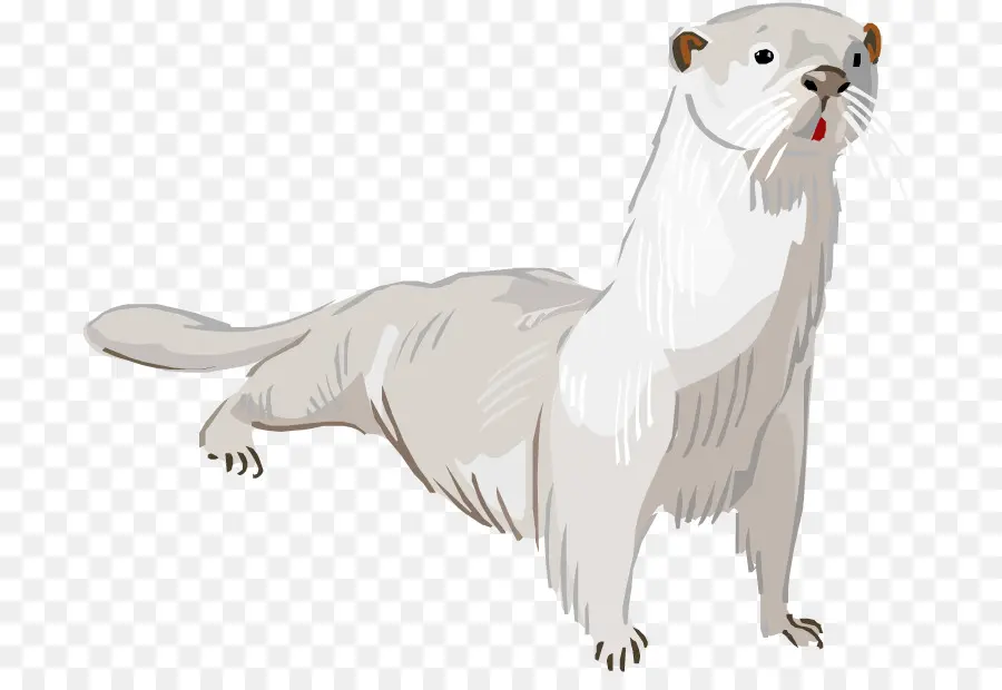 Loutre Blanche，Loutre PNG