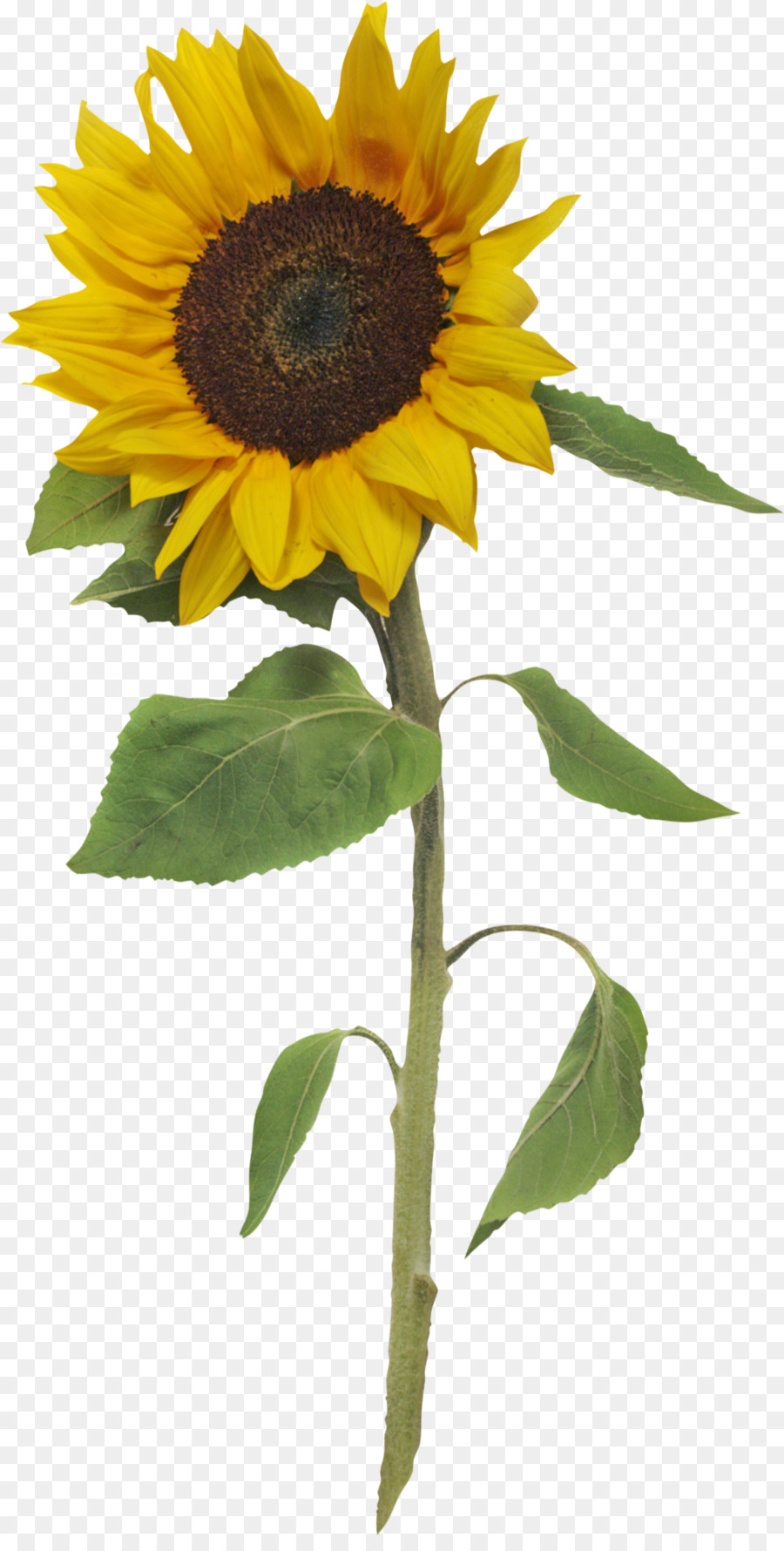 Tournesol，Usine PNG