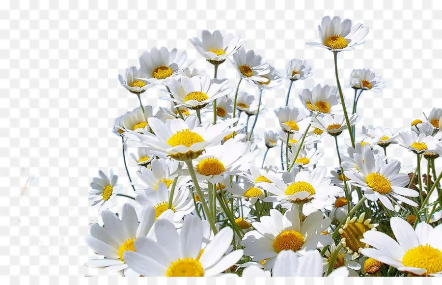 Marguerite Commune，Camomille PNG