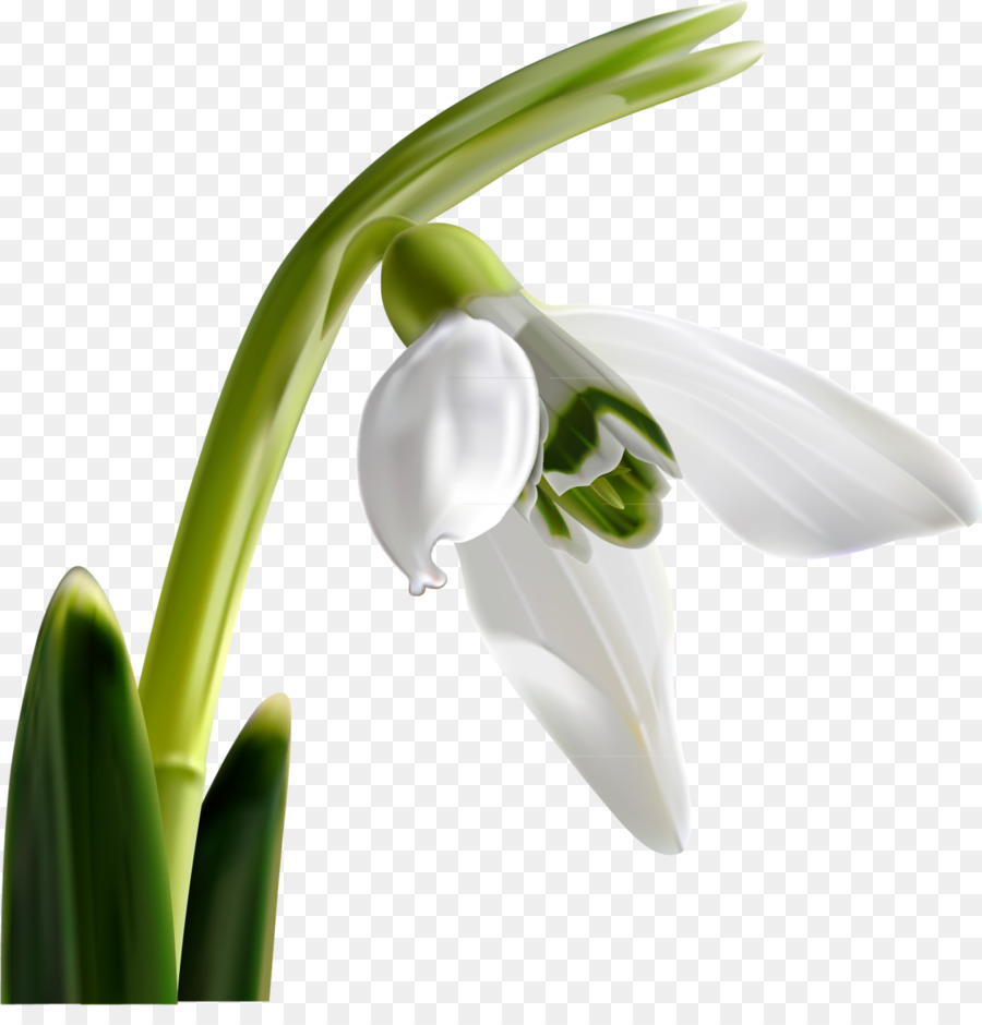 Perce Neige，Fleur PNG