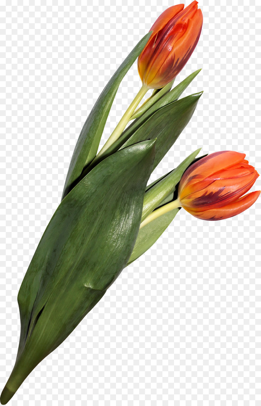 Tulipes Rouges Dans Un Vase，Tulipes PNG