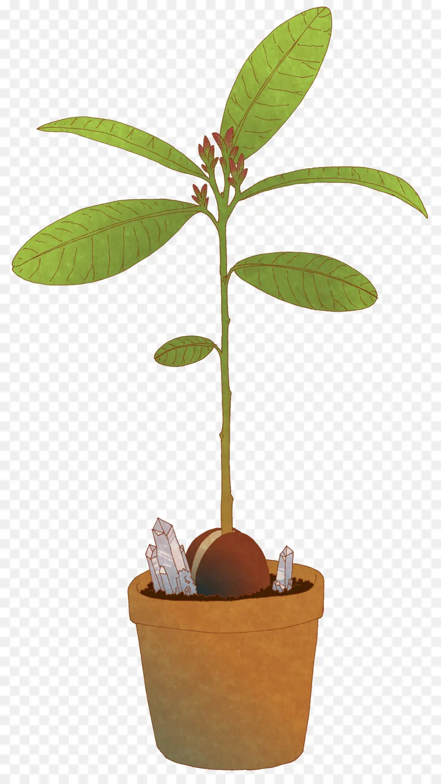 Plante En Pot，Pot PNG