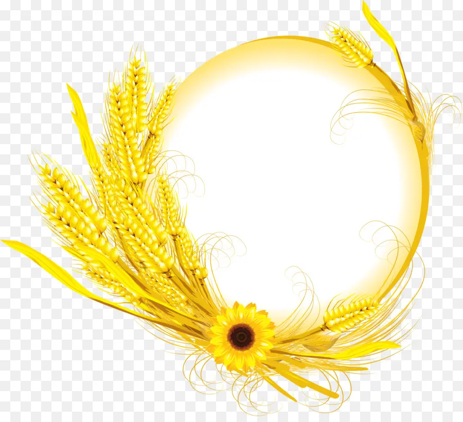 Cercle De Blé D'or，Tournesol PNG