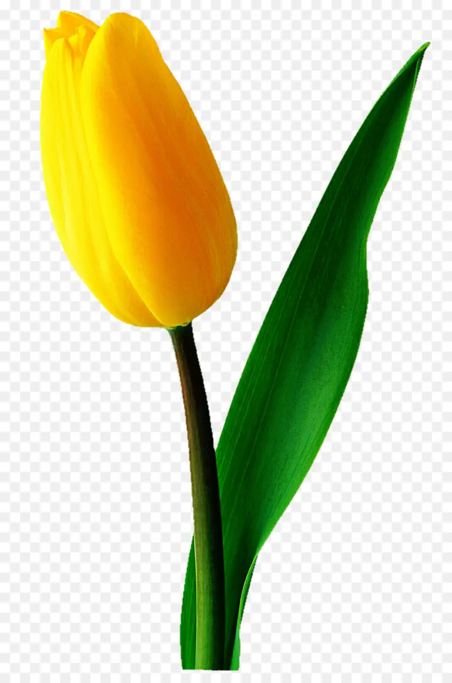 Tulipe，Usine PNG