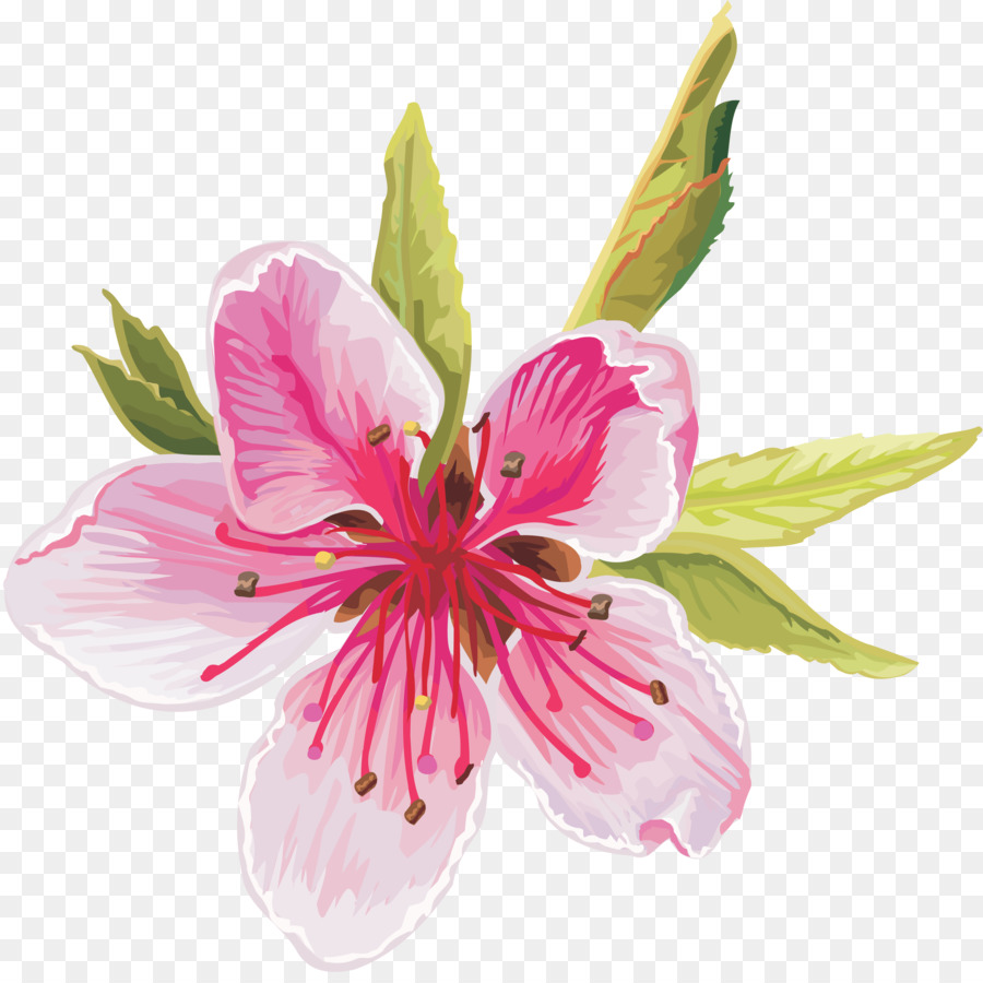 Fleur，Télécharger PNG