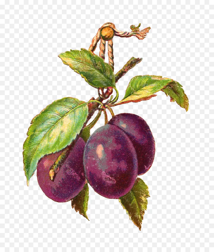 Prunes Violettes，Bifurquer PNG