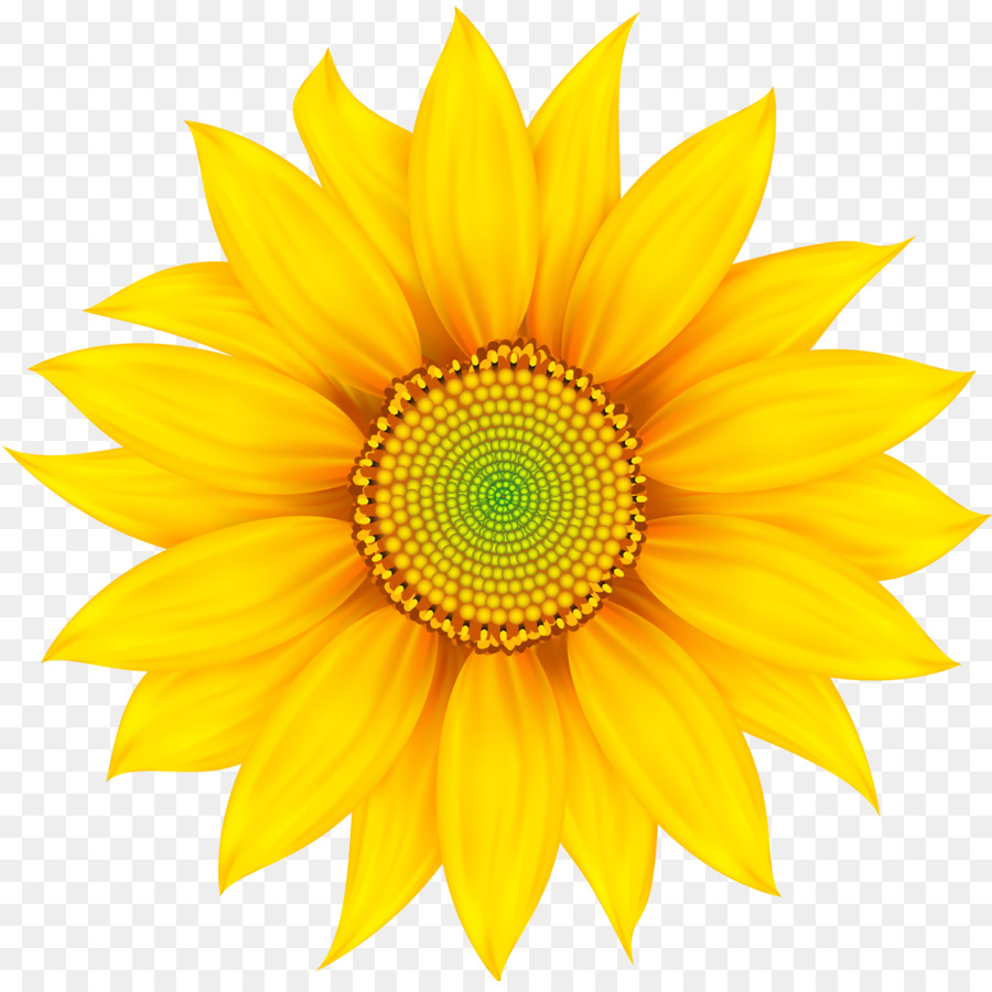 Tournesol Jaune，Usine PNG