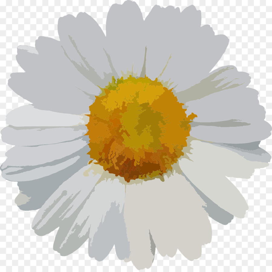 Fleur，Commune De Daisy PNG