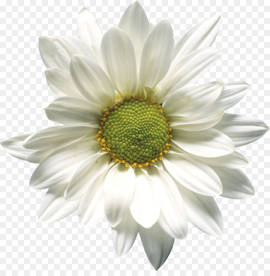 Marguerite，Blanc PNG