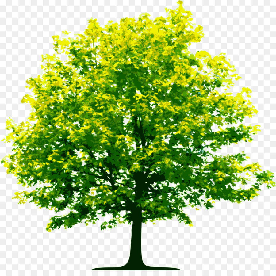 Arbre Vert，Feuilles PNG