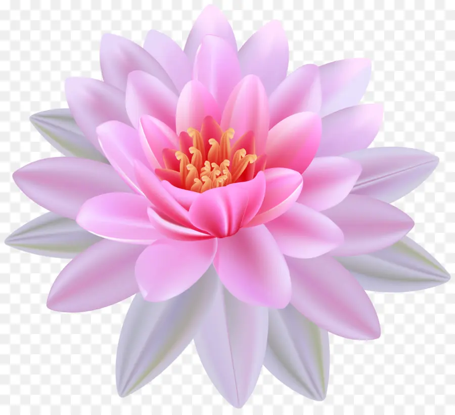 Nymphaea Alba，Égyptienne Lotus PNG