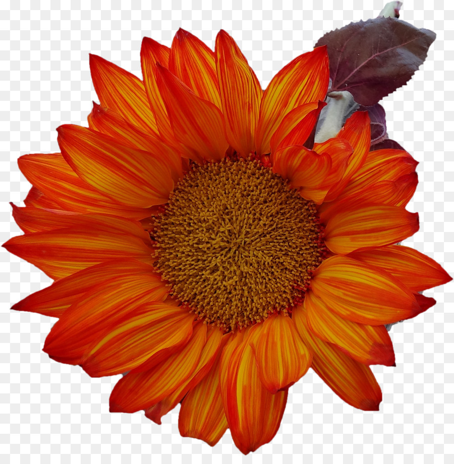 Fleur，Floraison PNG