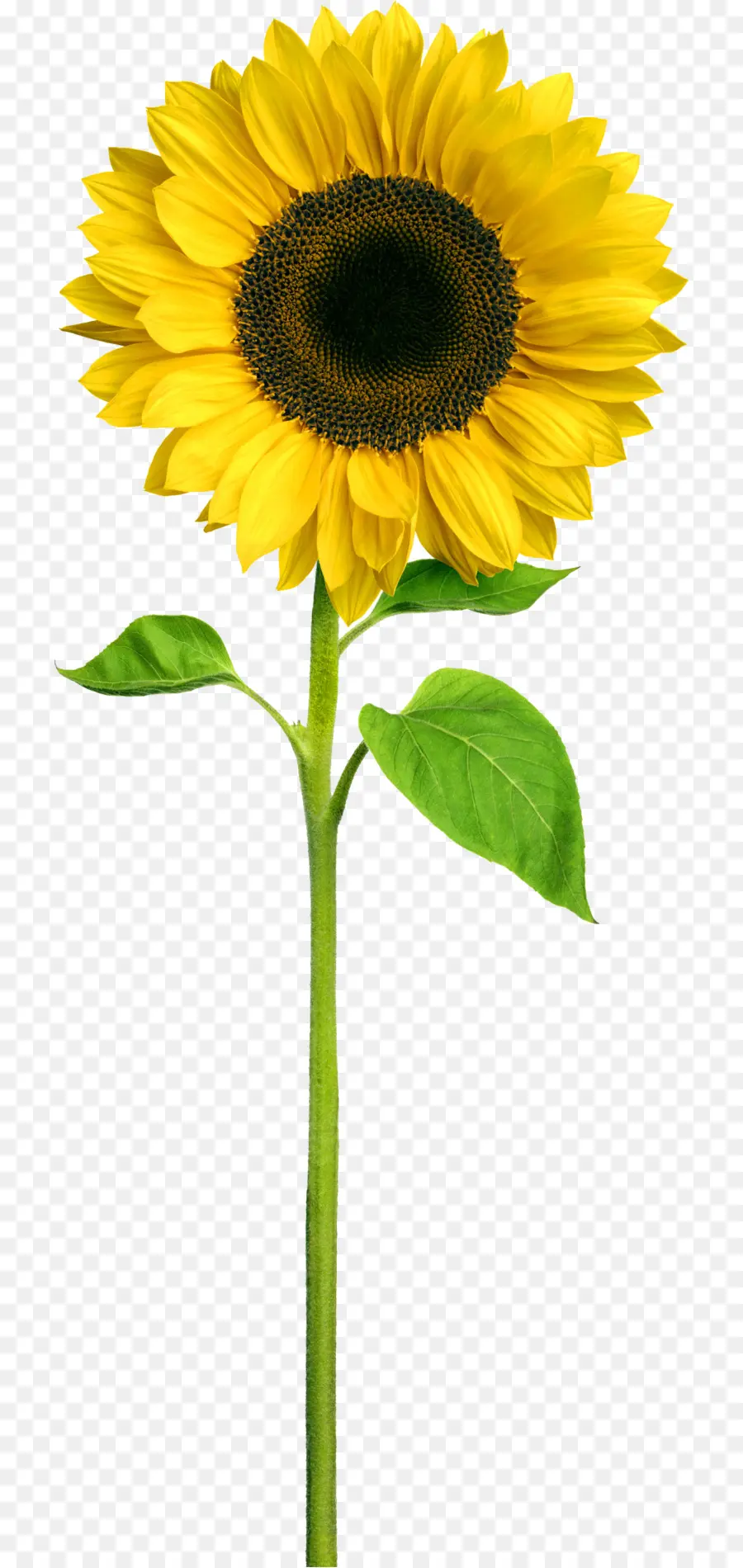 Tournesols，Jaune PNG