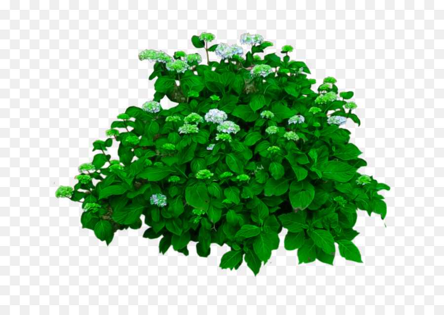 Plante Verte，Feuilles PNG