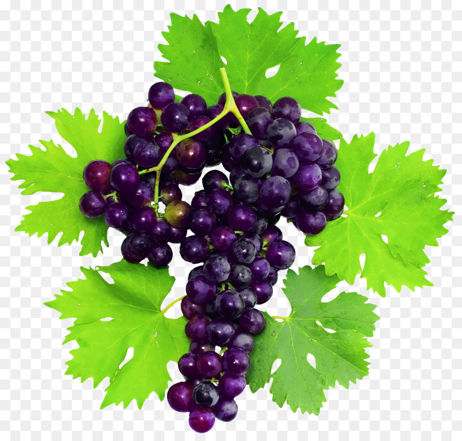 Raisins Violets，Vigne PNG