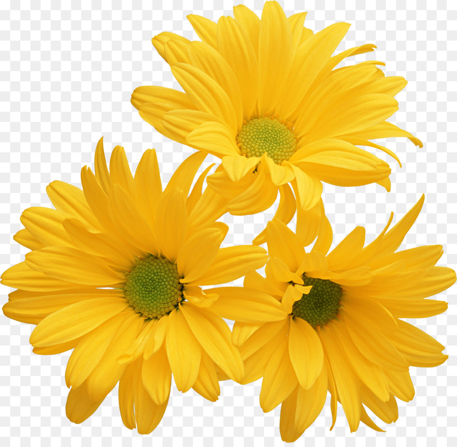 Chrysanthème, Jaune, Fleur PNG - Chrysanthème, Jaune, Fleur transparentes |  PNG gratuit