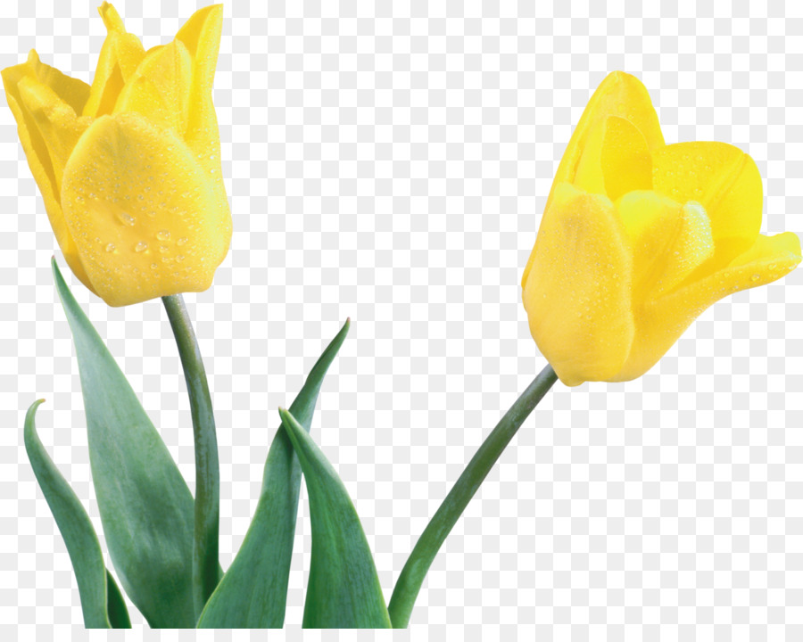 Tulipes Jaunes，Tulipes PNG