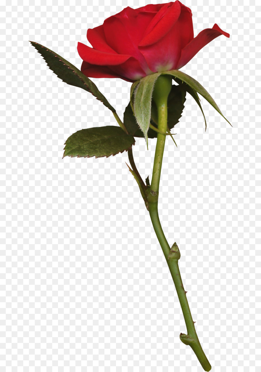 Rose Rose，Floraison PNG