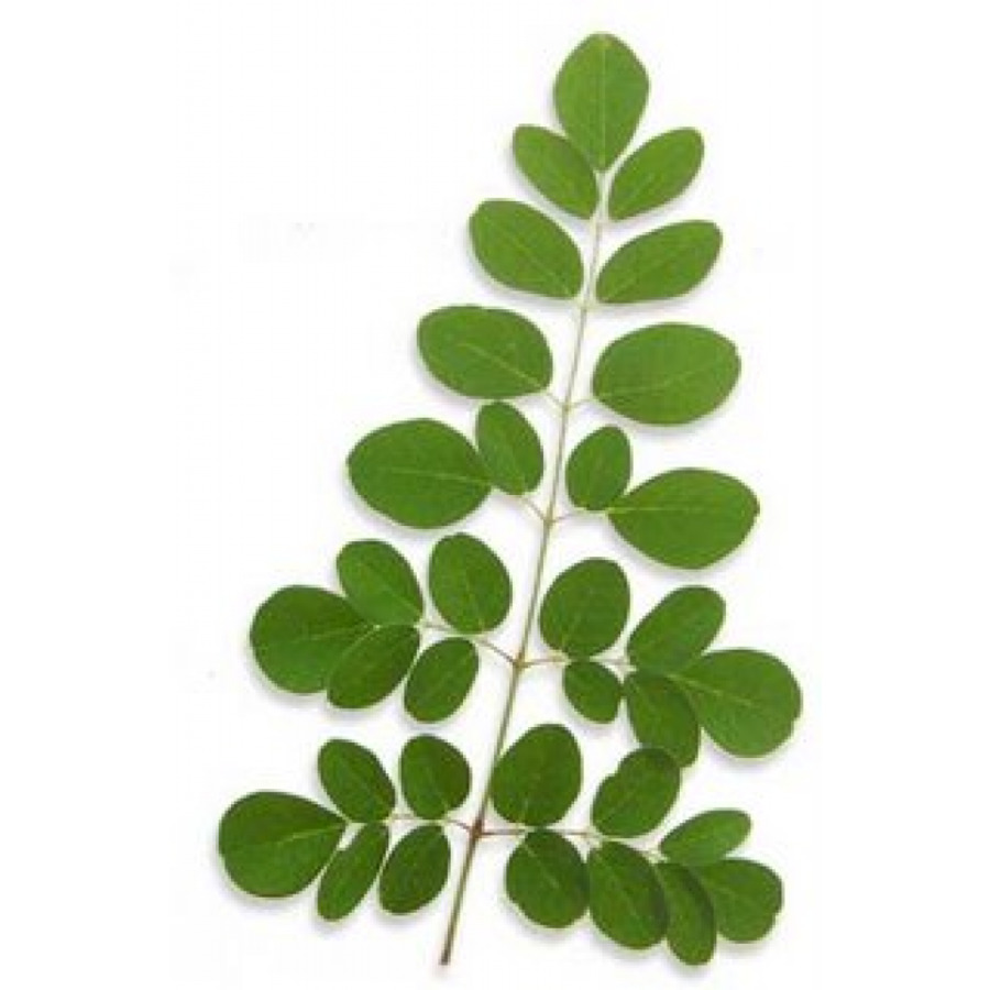 Feuilles De Moringa，Vert PNG