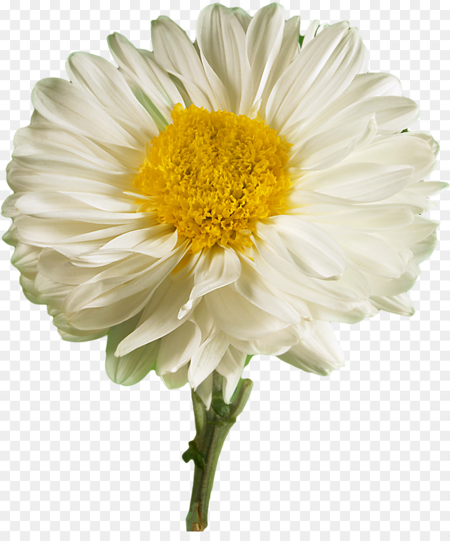 Marguerite Blanche，Marguerite PNG