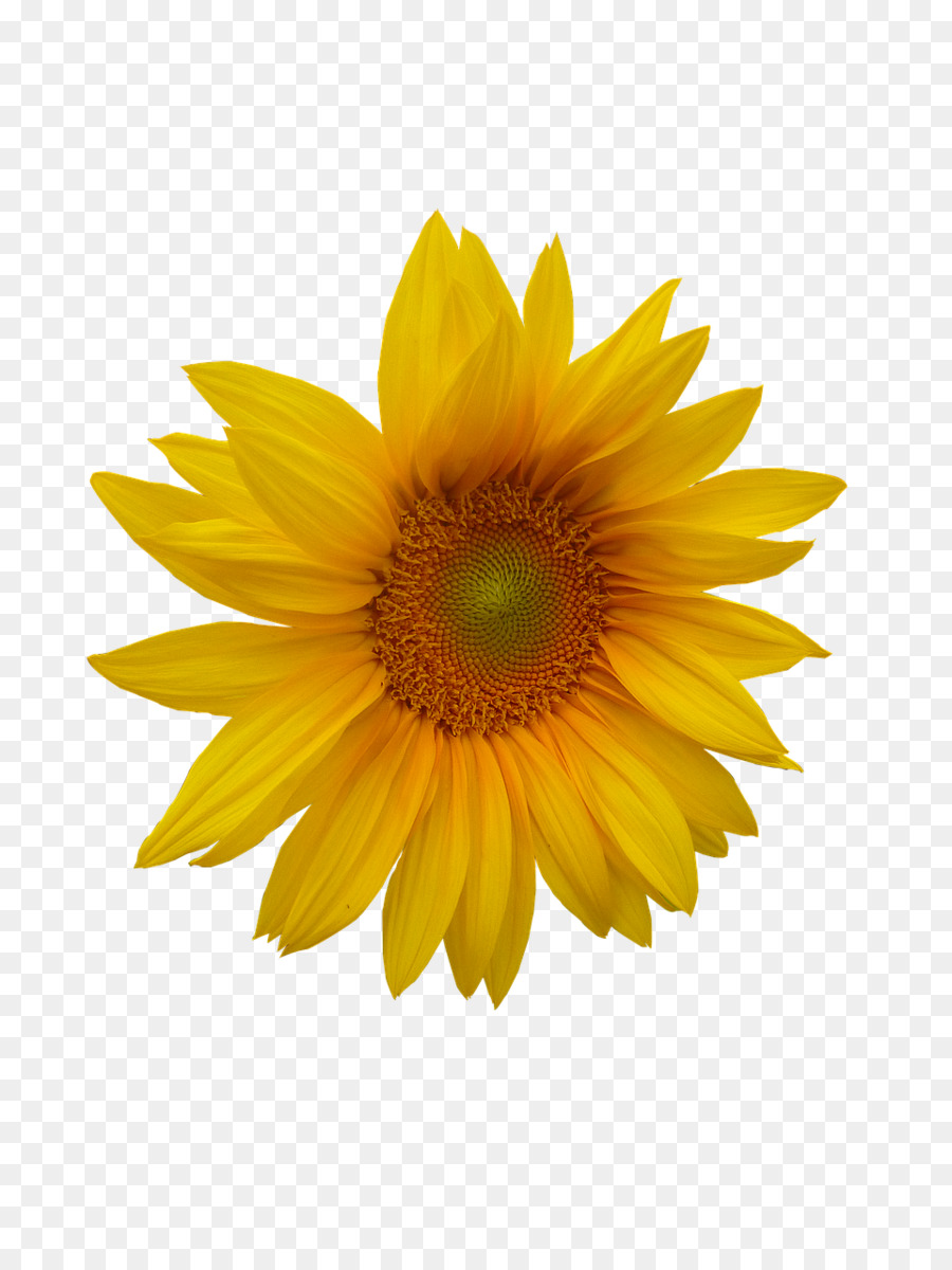 Tournesol，Jaune PNG