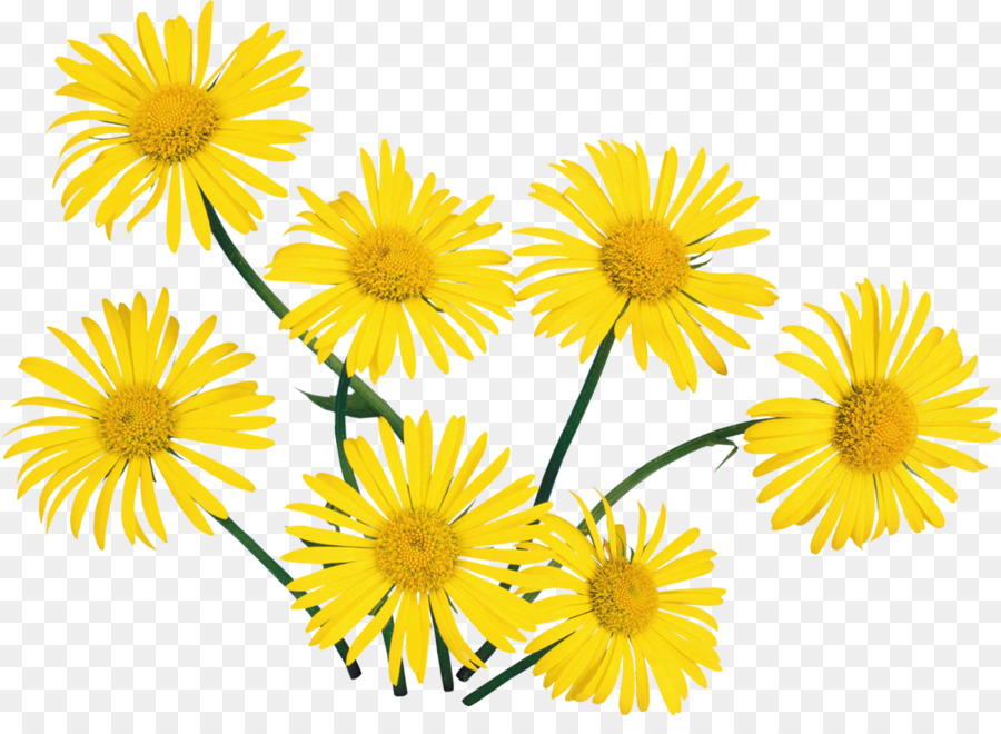 Fleurs Jaunes，Jardin PNG