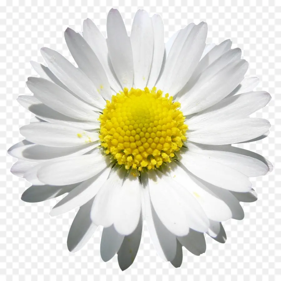 Fleur，Marguerite PNG