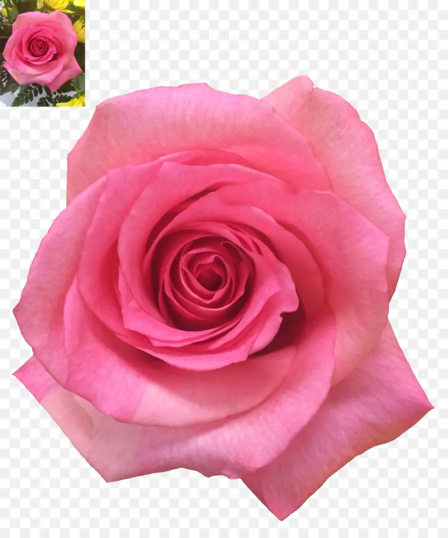 Rose Rose，Fleur PNG