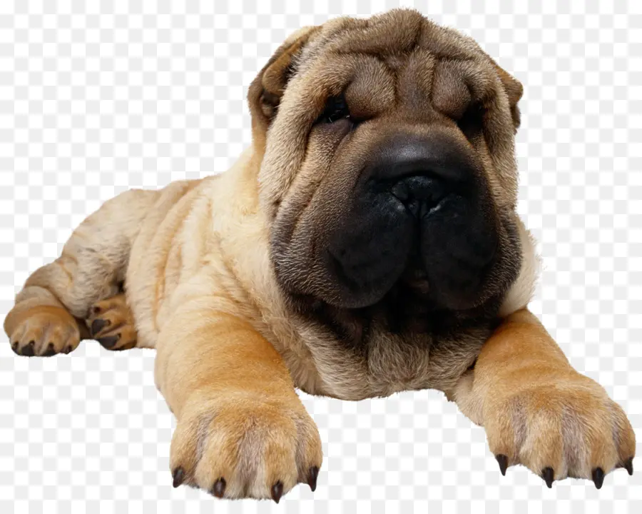 Chiot，Chien PNG