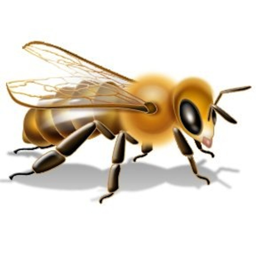 Abeille，Ailes PNG