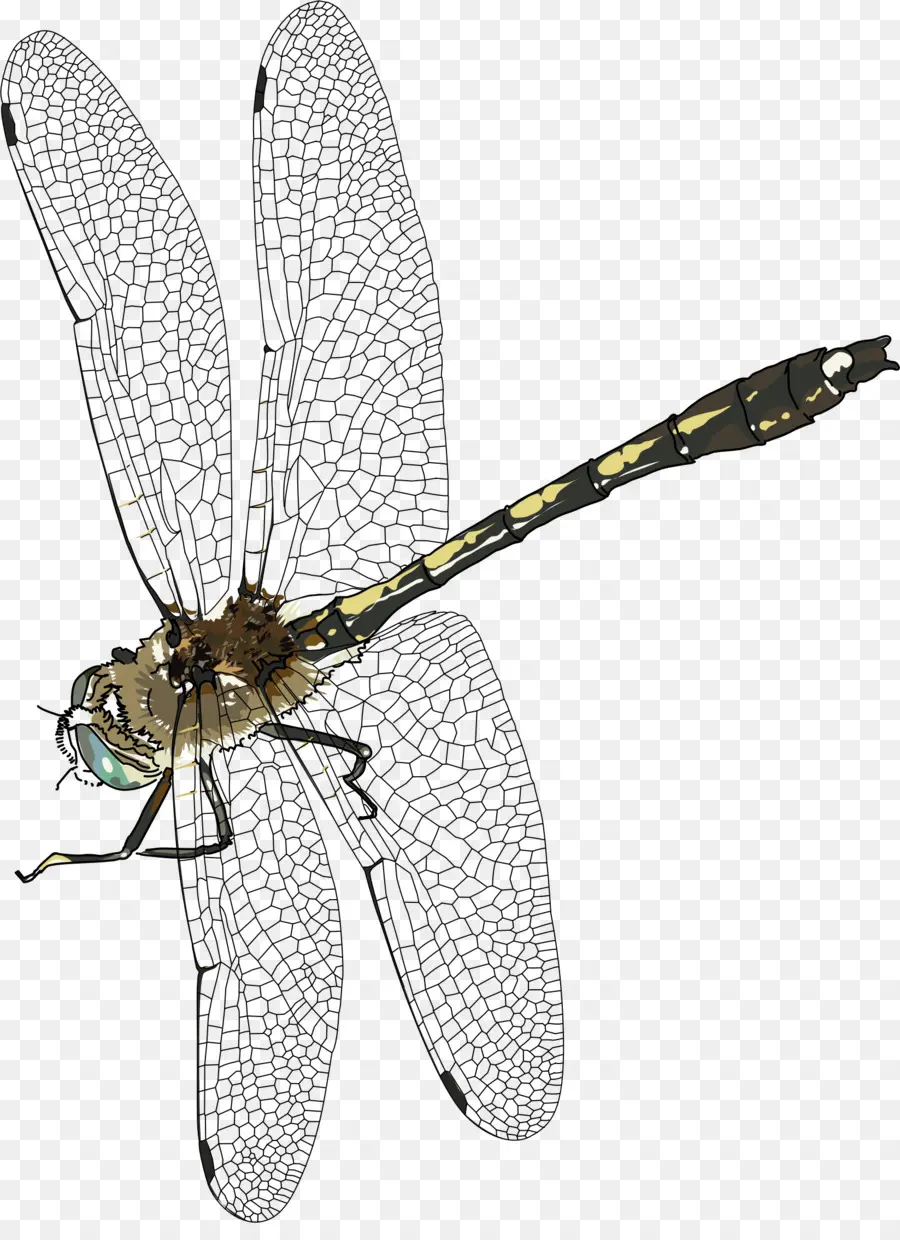 Libellule Colorée，Insecte PNG