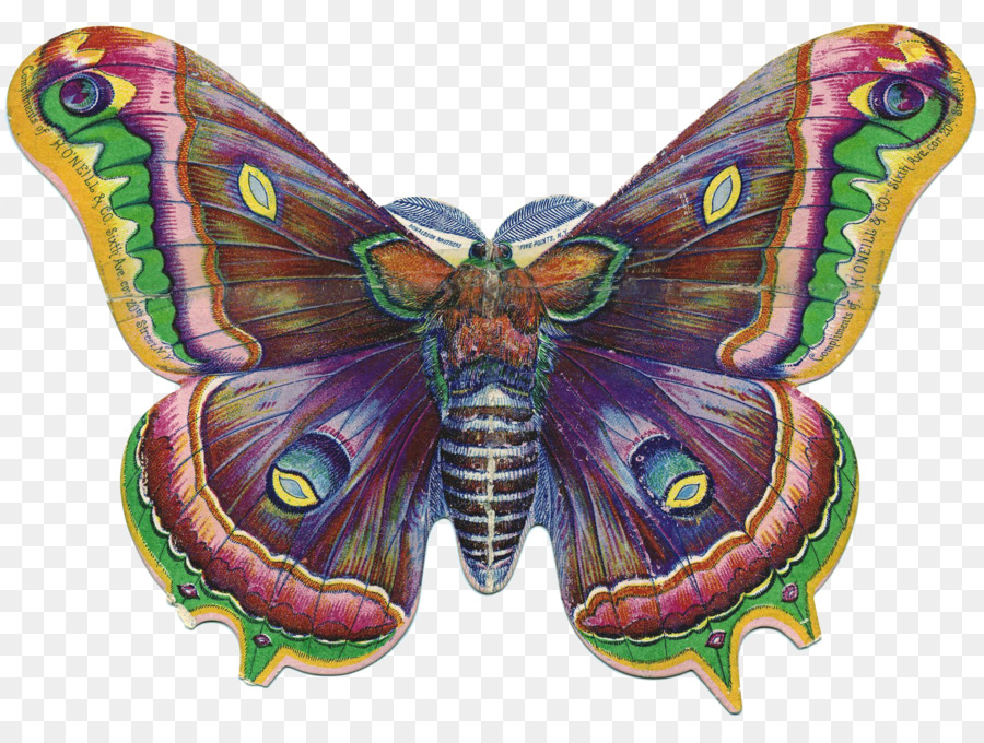 Papillon，Insecte PNG