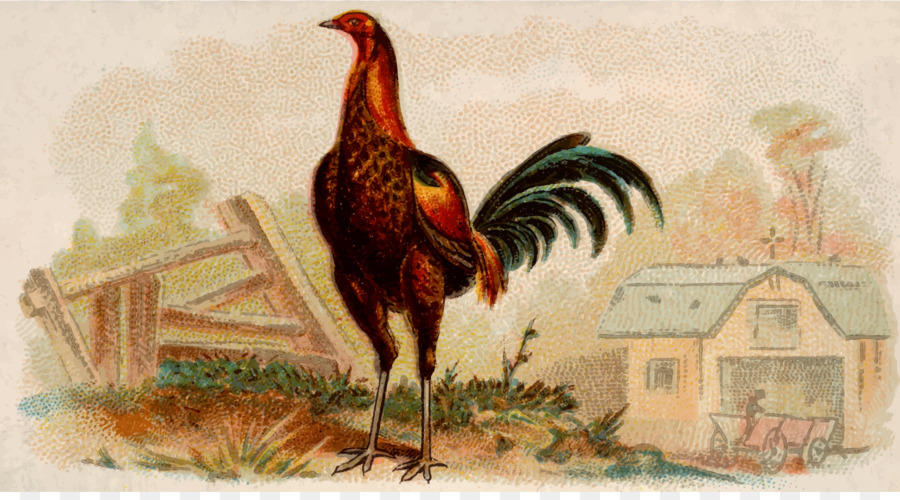 Poulet Sussex，Coq PNG