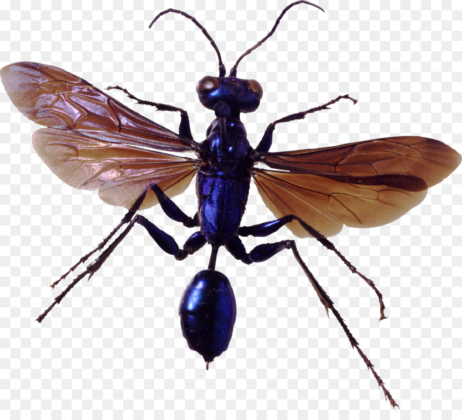 Insecte，Ailes PNG