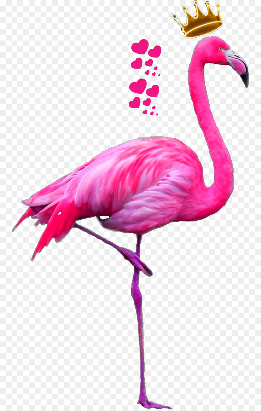 flamingo-flamant-rose-flamingo-am-ricain-png-flamingo-flamant-rose