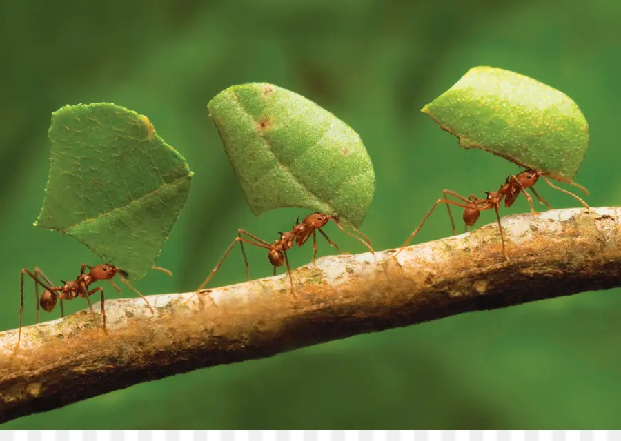 Insecte，Oecophylla Smaragdina PNG