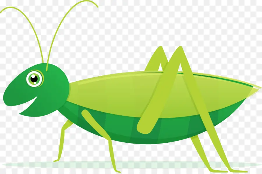 Sauterelle，Insecte PNG