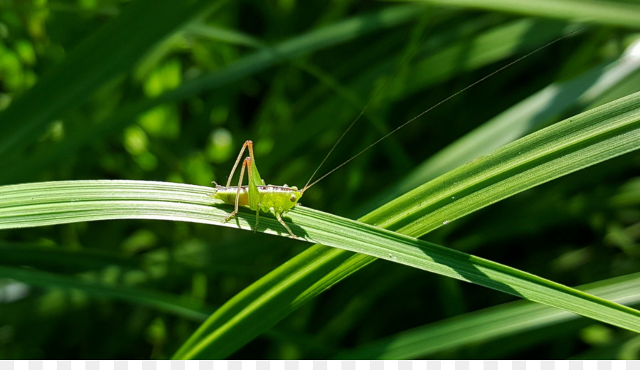 Pterygota，Sauterelle PNG