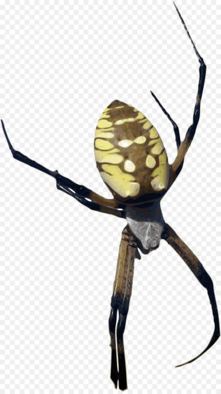 Araignée Jaune，Insecte PNG